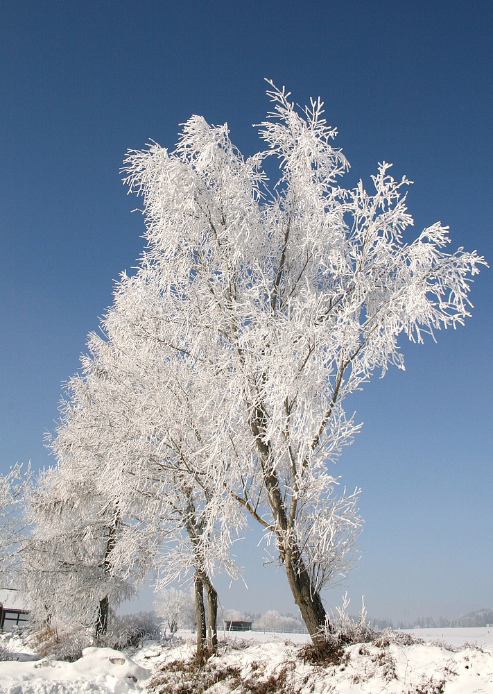 Winterlandschaft in Öfingen im Schwarzwald