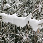 Winterlandschaft in Öfingen im Schwarzwald