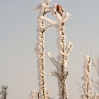 Winterlandschaft in Öfingen im Schwarzwald