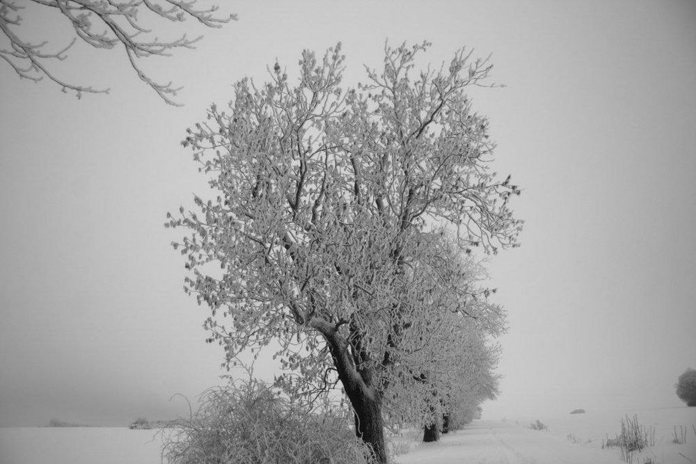 Winterlandschaft in schwarz-weiß (2)