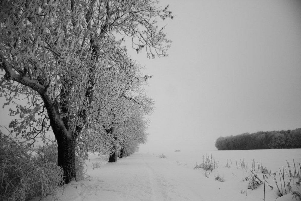 Winterlandschaft in schwarz-weiß (3)