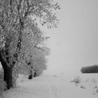 Winterlandschaft in schwarz-weiß (3)