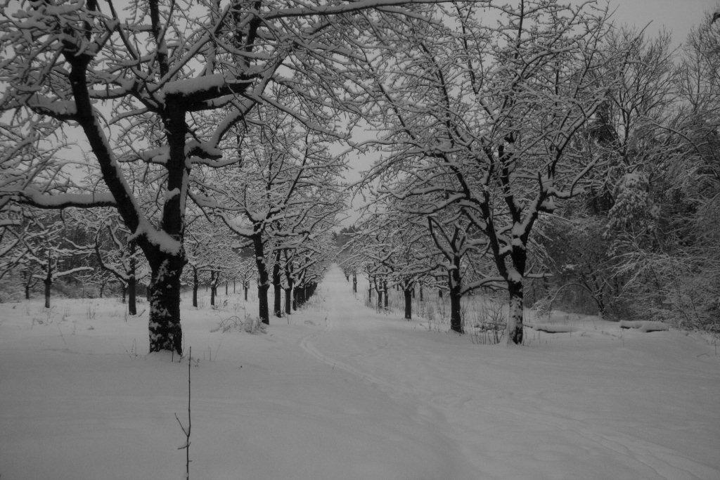 Winterlandschaft in schwarz-weiß (4)