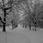 Winterlandschaft in schwarz-weiß (4)