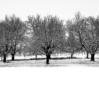 Winterlandschaft in S/W