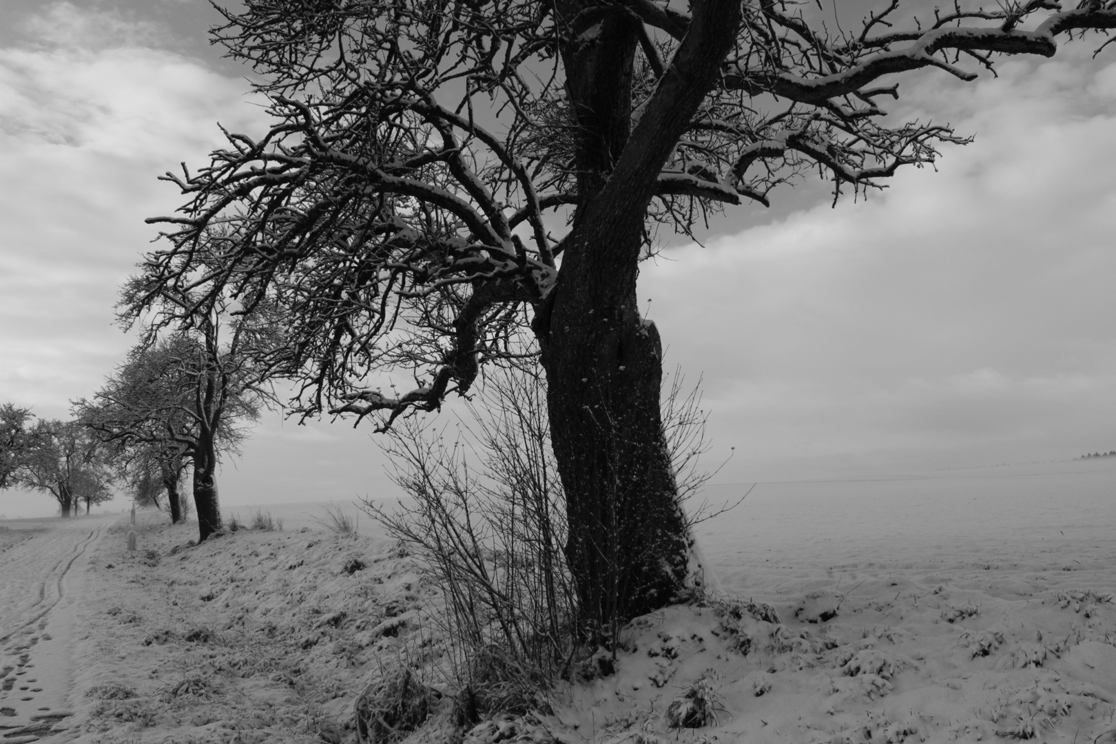 Winterlandschaft in S/W