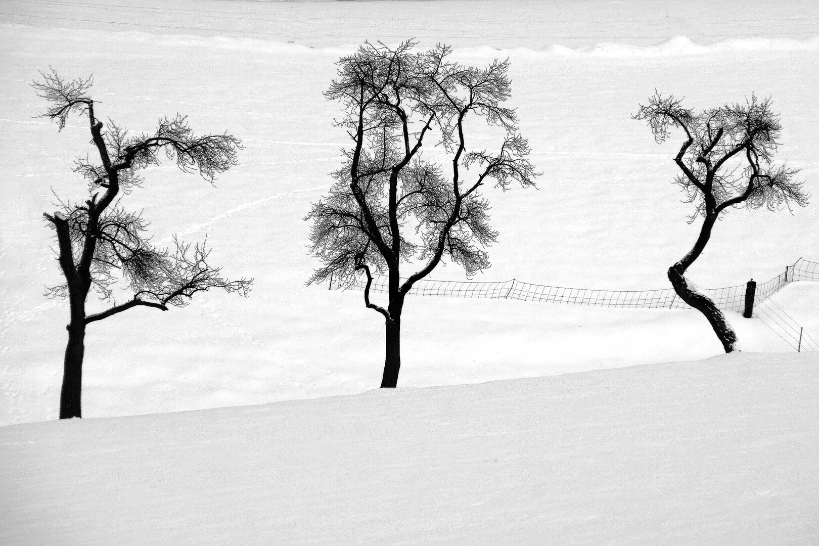 Winterlandschaft mit Bäumen