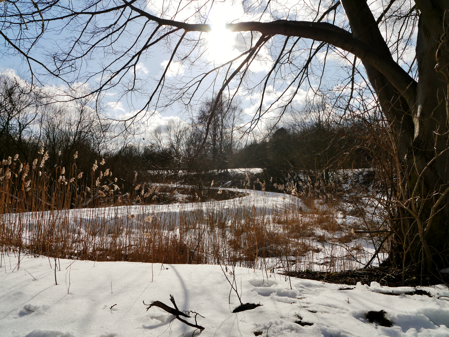 Winterlandschaft mit Bäumen und Sonne