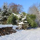 Winterlandschaft mit Bambus