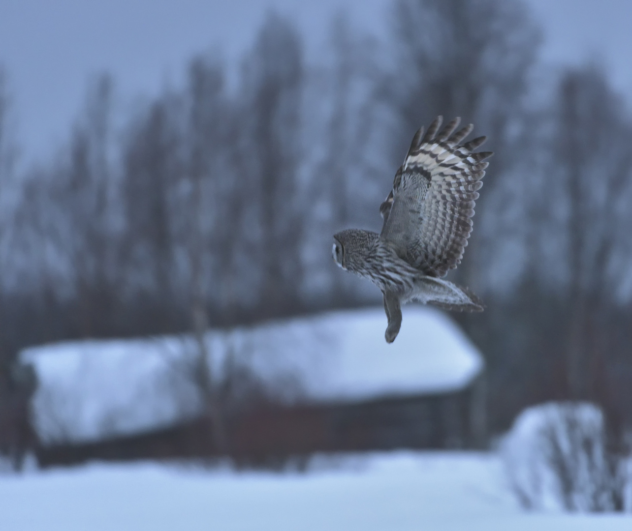 Winterlandschaft mit Bartkauz