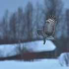 Winterlandschaft mit Bartkauz