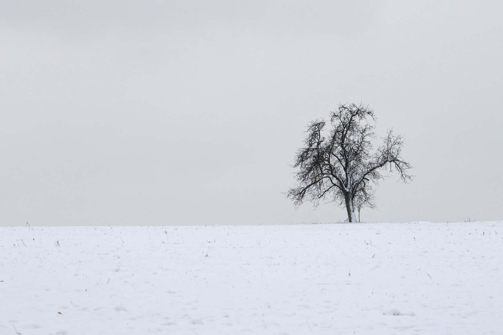 Winterlandschaft mit Baum