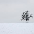 Winterlandschaft mit Baum