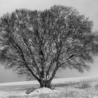 Winterlandschaft mit Baum