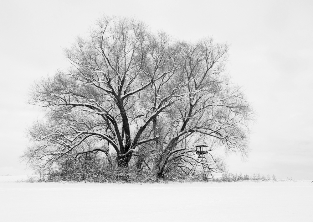 Winterlandschaft mit Baum