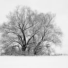 Winterlandschaft mit Baum