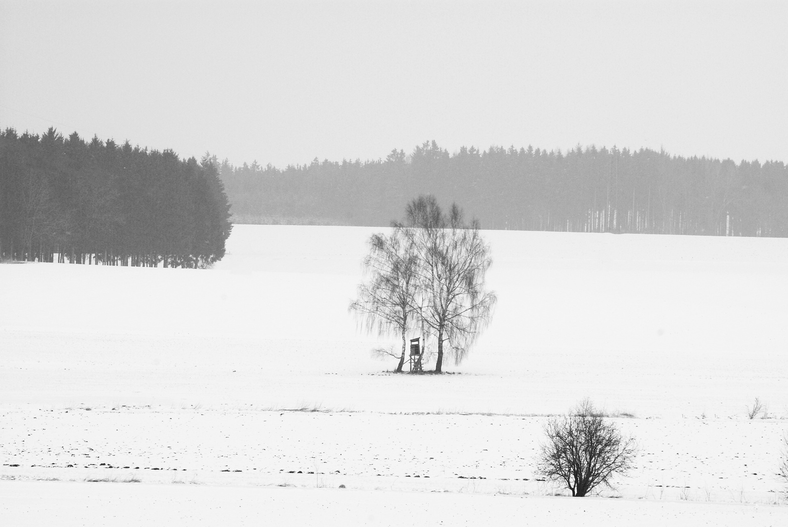 Winterlandschaft mit Birken