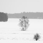 Winterlandschaft mit Birken