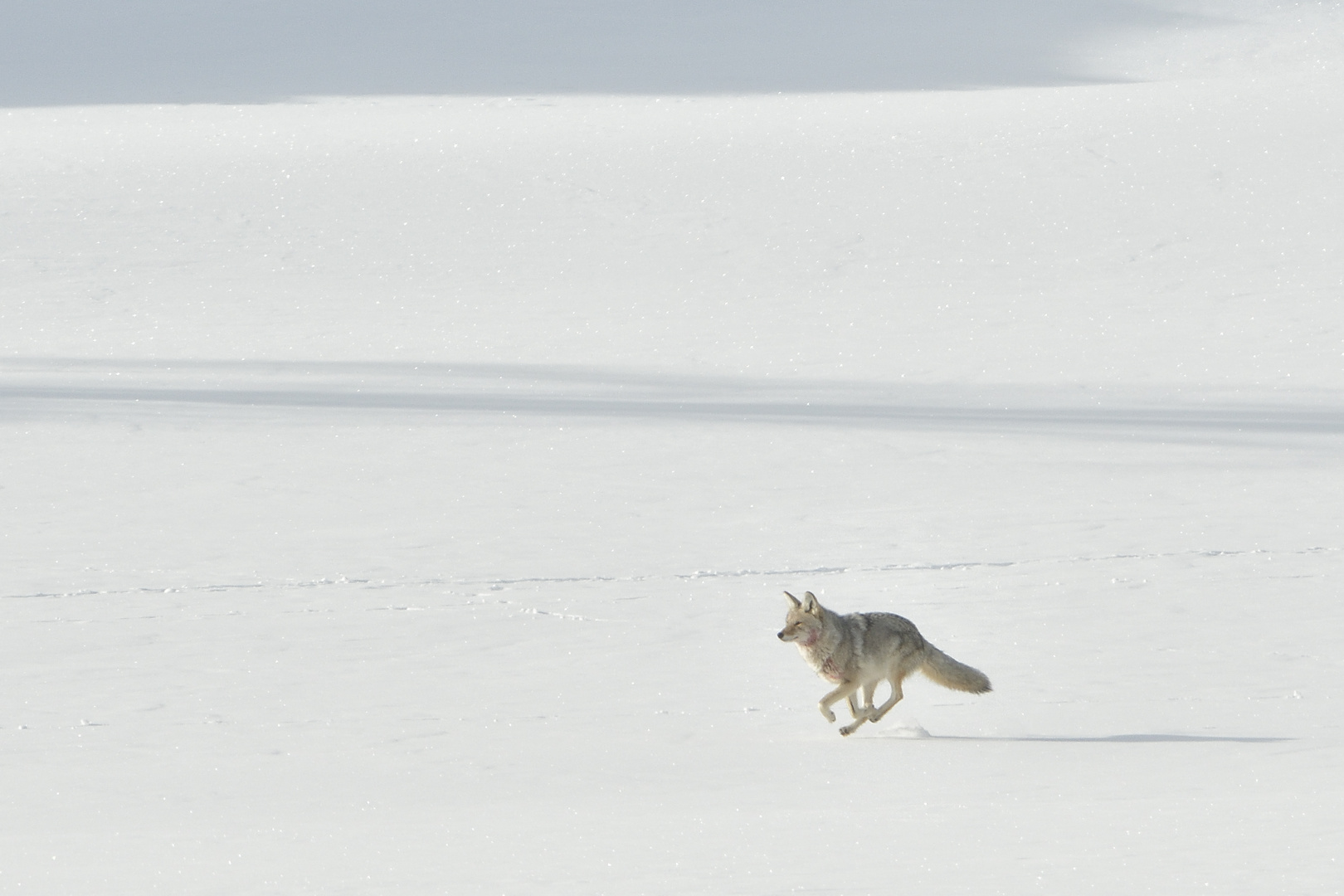 Winterlandschaft mit Coyotem