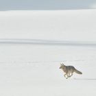 Winterlandschaft mit Coyotem