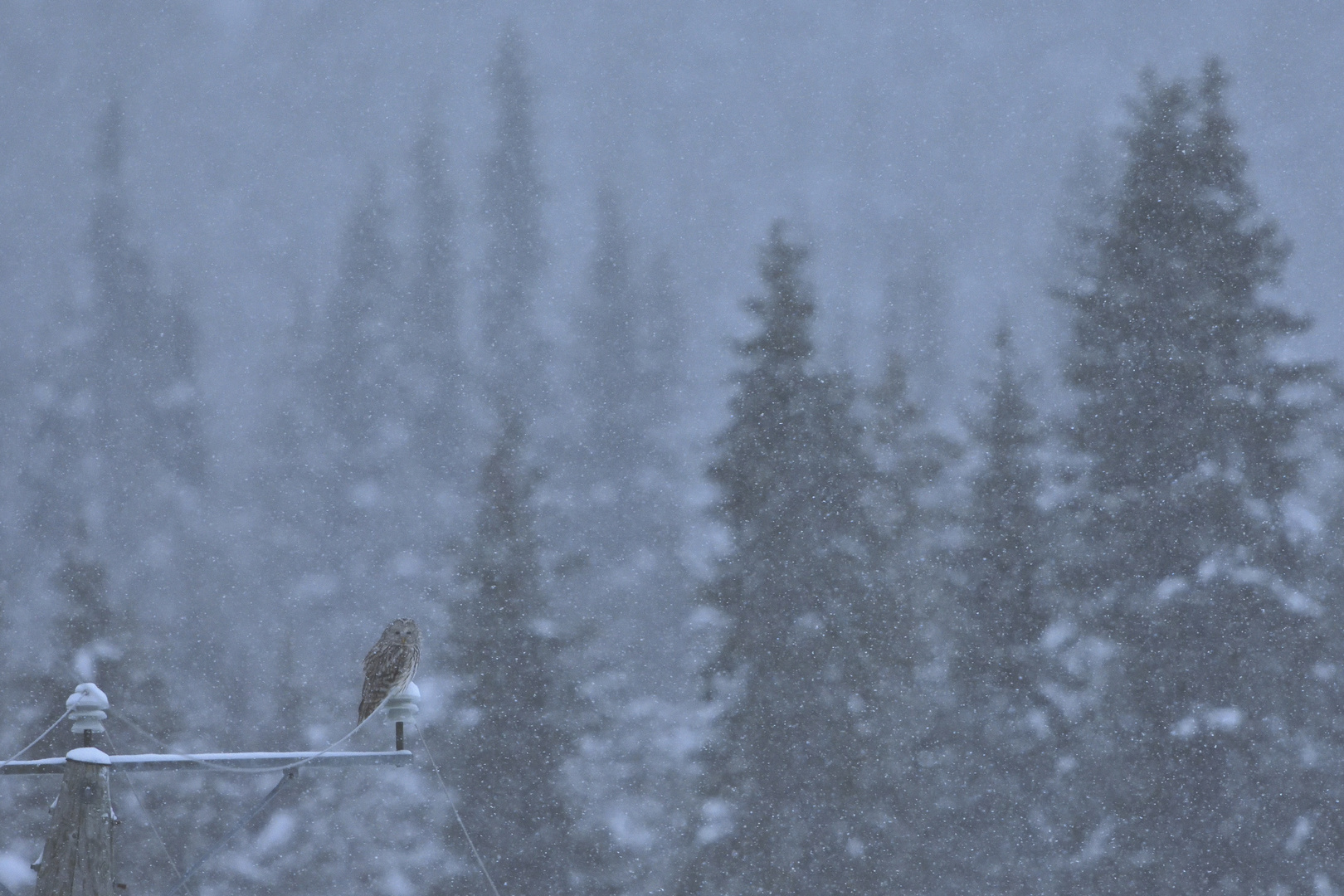 Winterlandschaft mit Habichtskauz