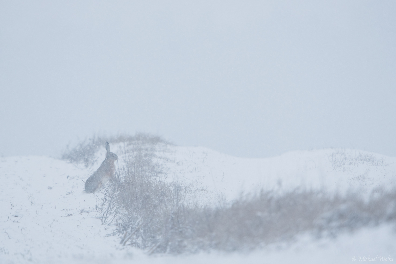 Winterlandschaft mit Hasem