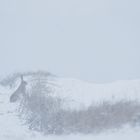 Winterlandschaft mit Hasem