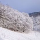 Winterlandschaft mit Hund 