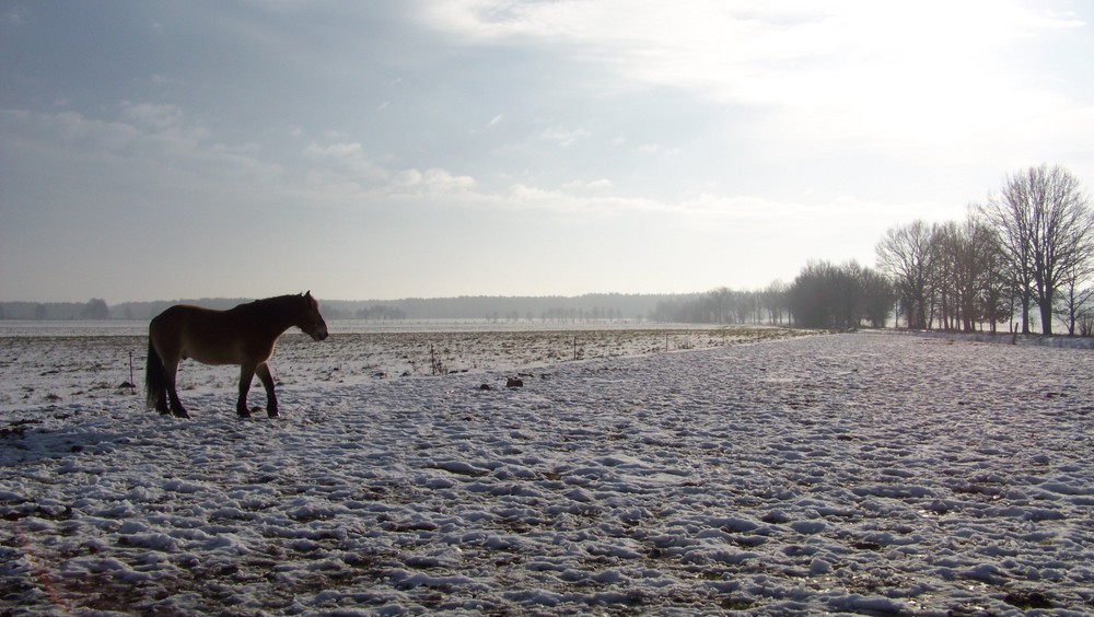 Winterlandschaft mit Pferd