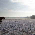 Winterlandschaft mit Pferd