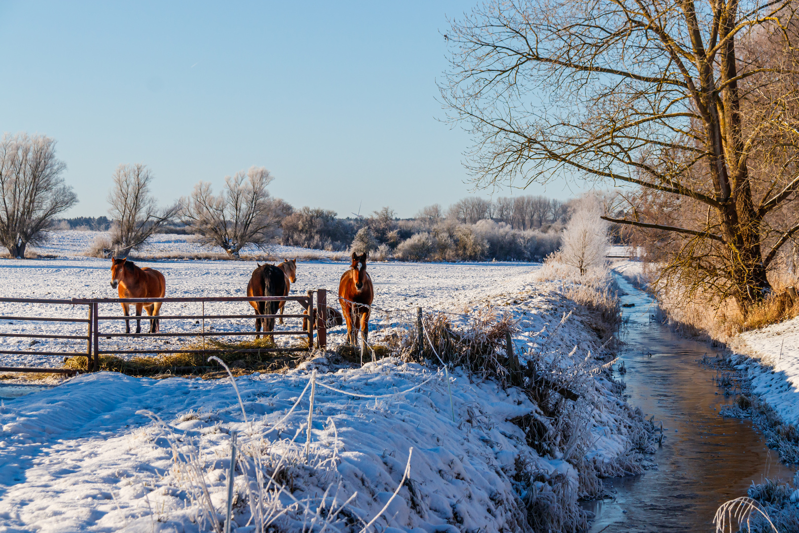 Winterlandschaft mit Pferden in Nordwest-Mecklenburg