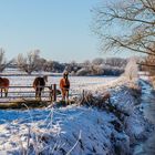 Winterlandschaft mit Pferden in Nordwest-Mecklenburg