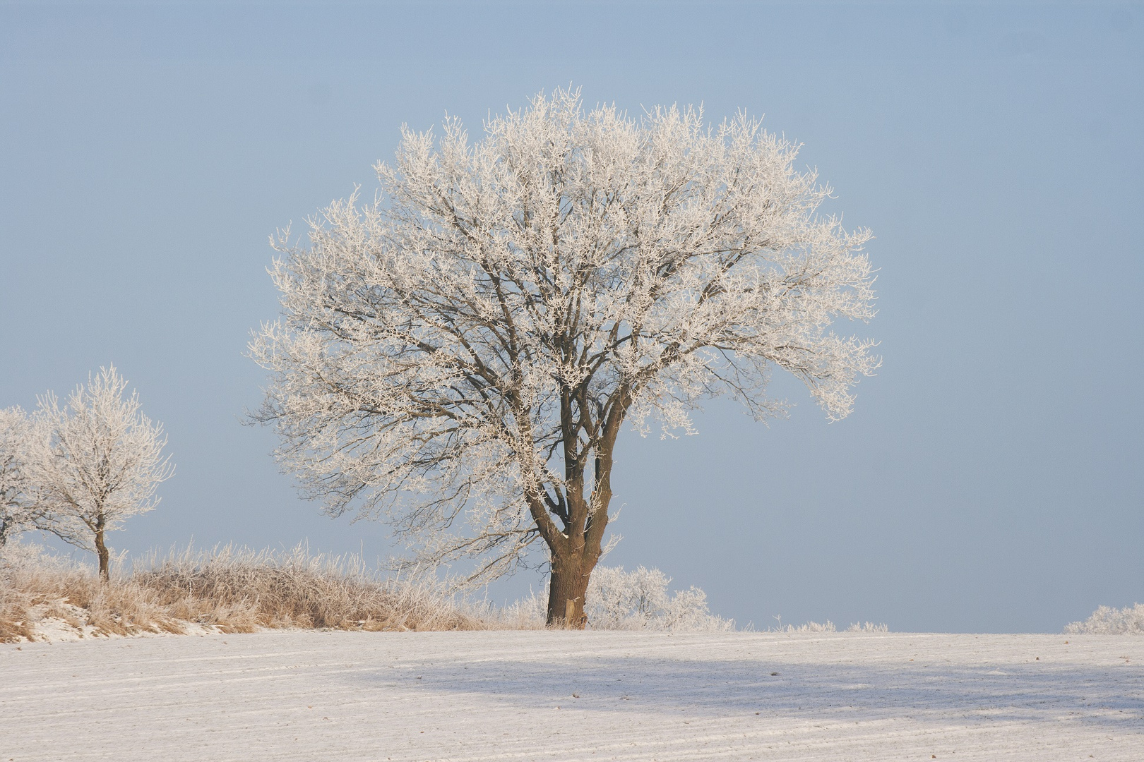 Winterlandschaft mit Raureif