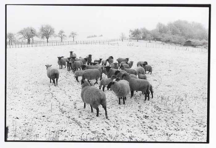 Winterlandschaft mit Schafen