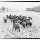 Winterlandschaft mit Schafen