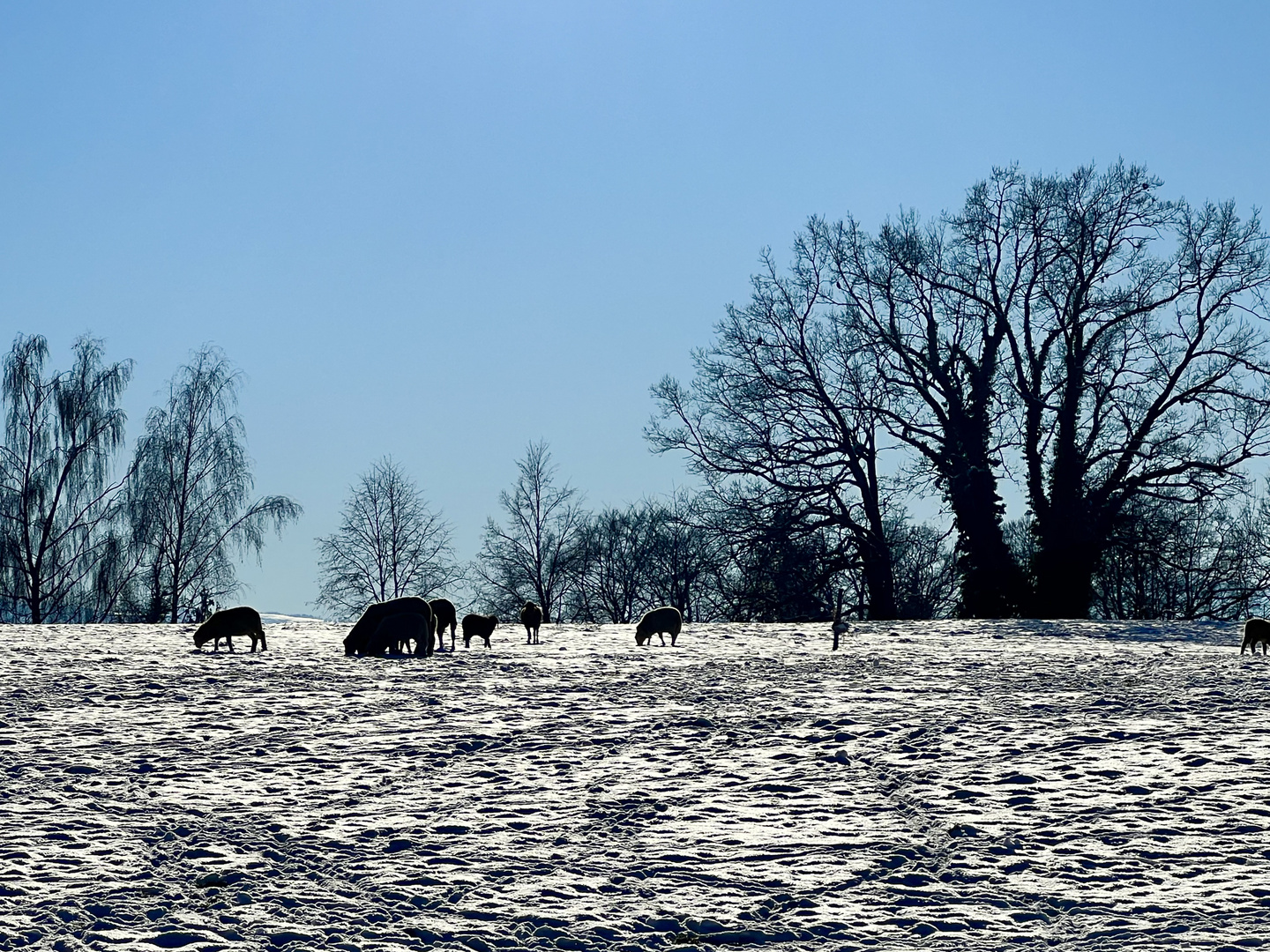 Winterlandschaft mit Schafen