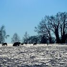 Winterlandschaft mit Schafen