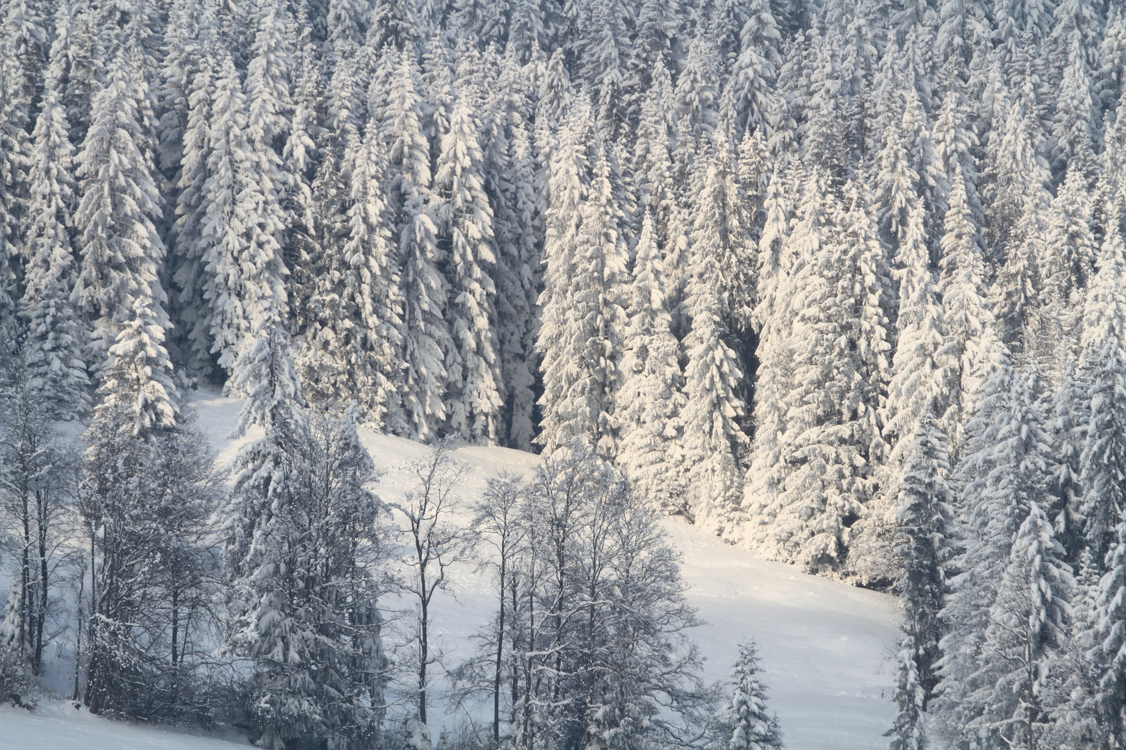 Winterlandschaft mit Sonnenschein