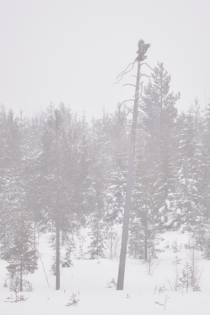 Winterlandschaft mit Steinadlern