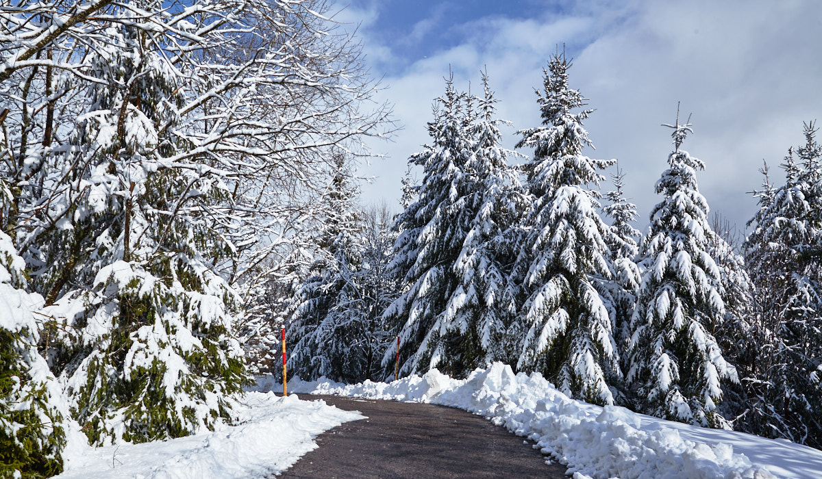 Winterlandschaft mit verschneiten Tannen in Bad Rippoldsau-Schapbach (Baden-Württemberg)