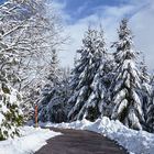 Winterlandschaft mit verschneiten Tannen in Bad Rippoldsau-Schapbach (Baden-Württemberg)