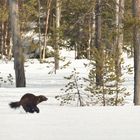 Winterlandschaft mit Vielfrass