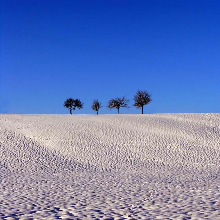 winterlandschaft mit vier bäumen II