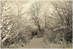 Winterlandschaft - Monochrom