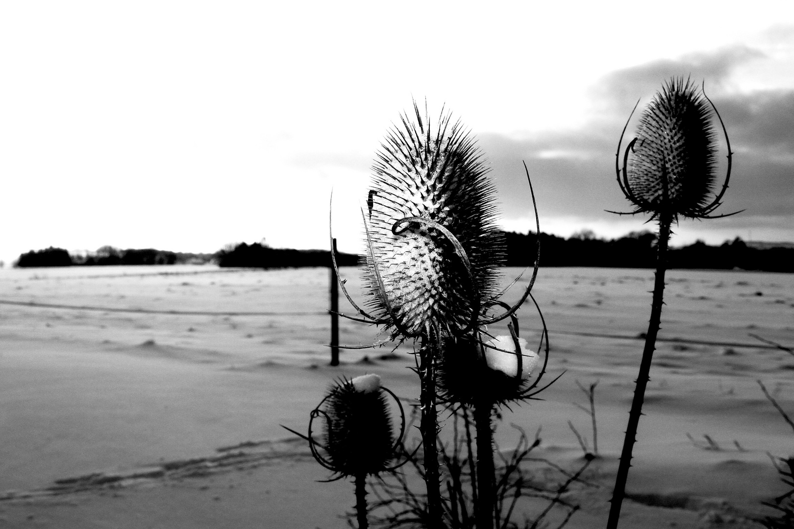 Winterlandschaft Neuberg 2