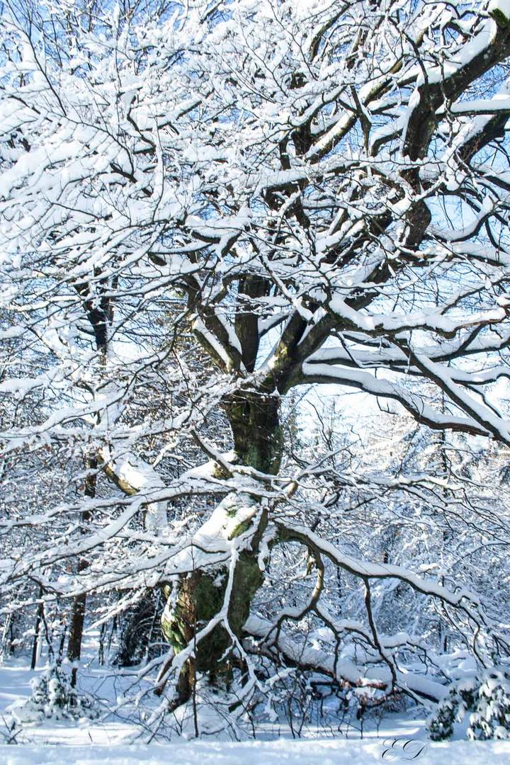 Winterlandschaft Nordhelle- NRW