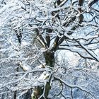 Winterlandschaft Nordhelle- NRW