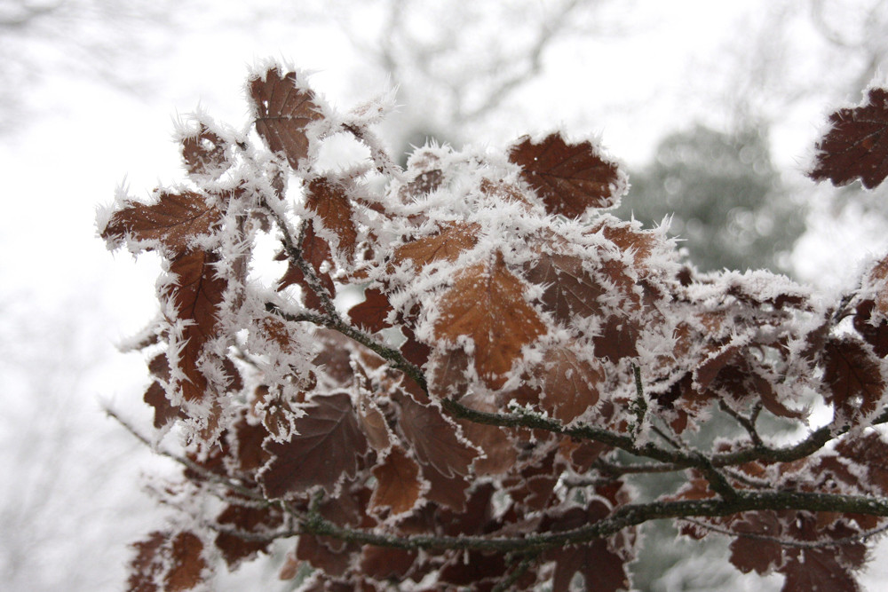 Winterlandschaft Nr. 1