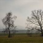 Winterlandschaft ohne Schnee