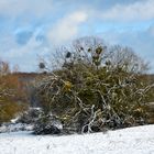 Winterlandschaft Schmidtenhöhe, Koblenz